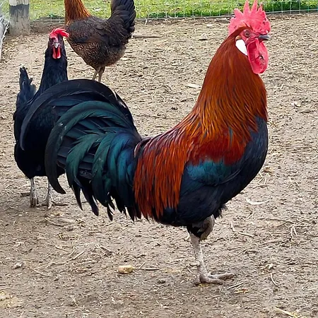 بيت للعطل Ca' Raggini *